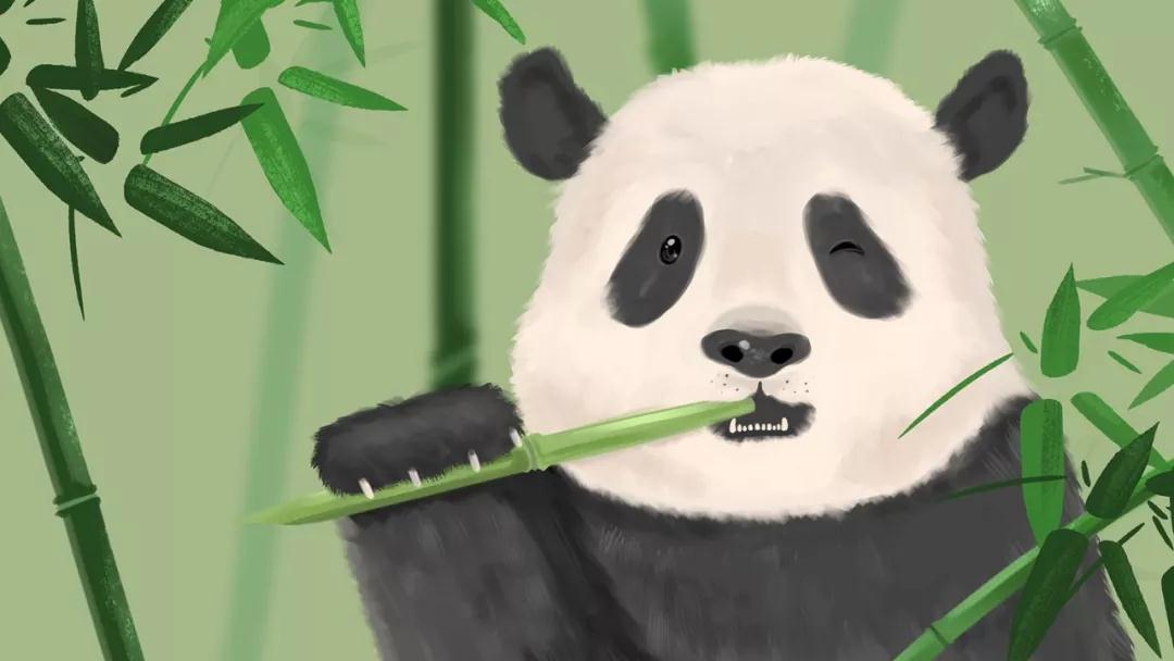 大熊貓水彩畫_高瑞品牌